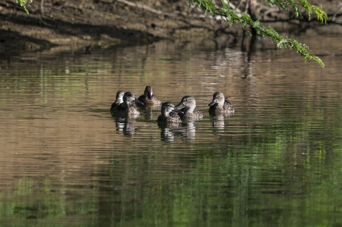 Blue-winged Teal - ML646109676