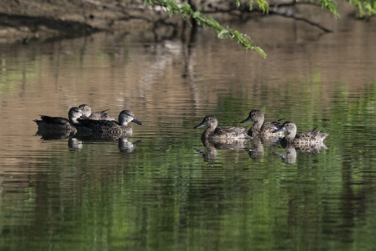 Blue-winged Teal - ML646109677