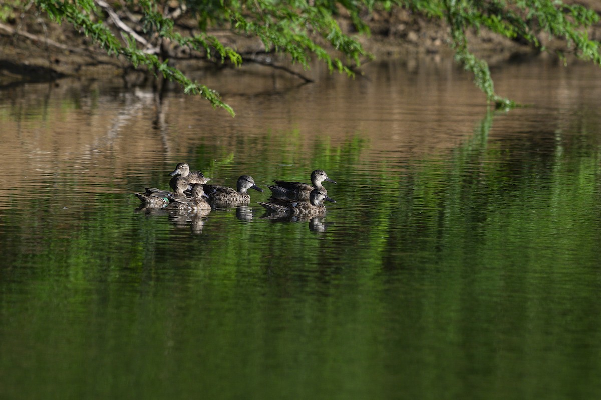 Blue-winged Teal - ML646109679