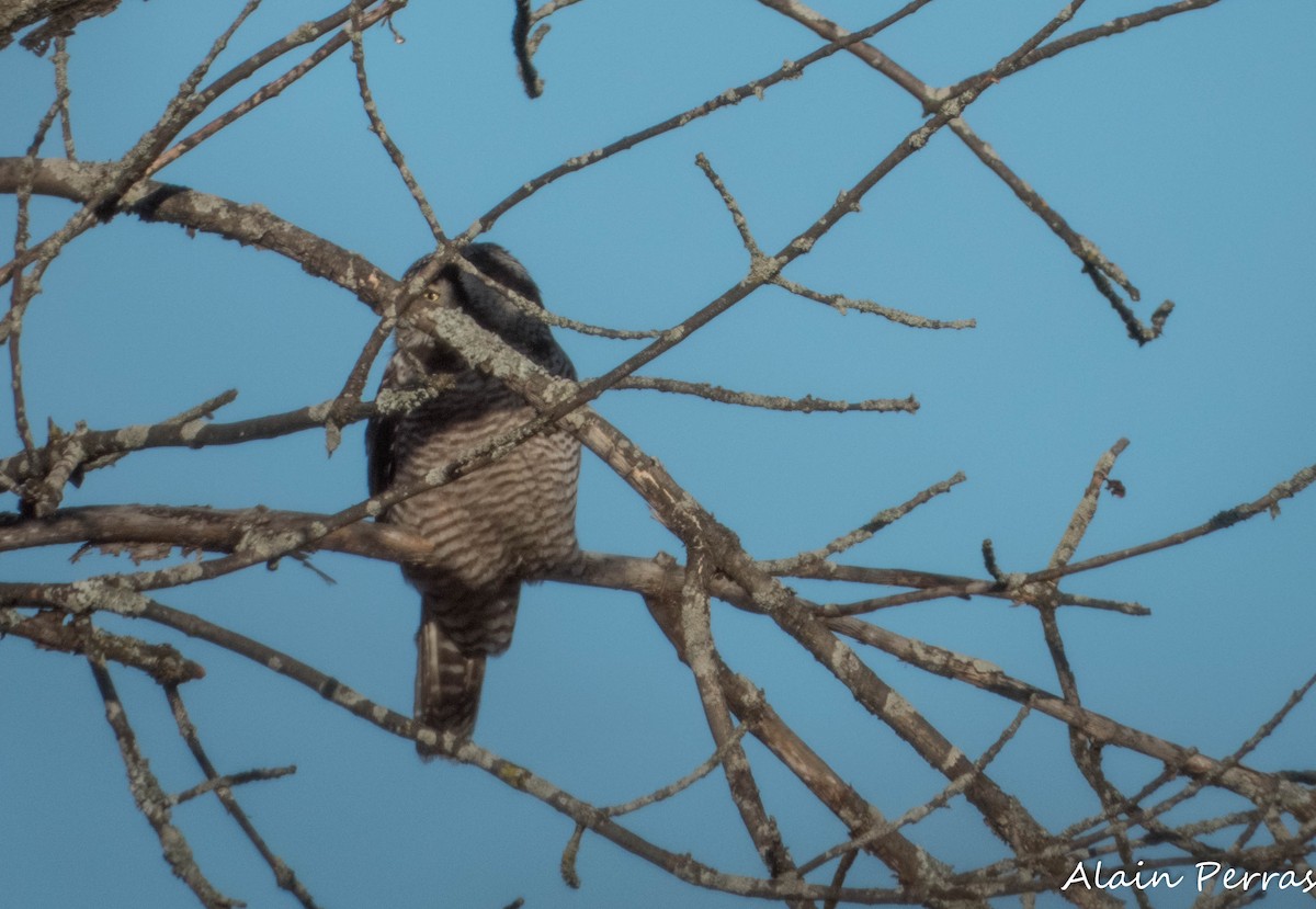 Northern Hawk Owl - ML646109681
