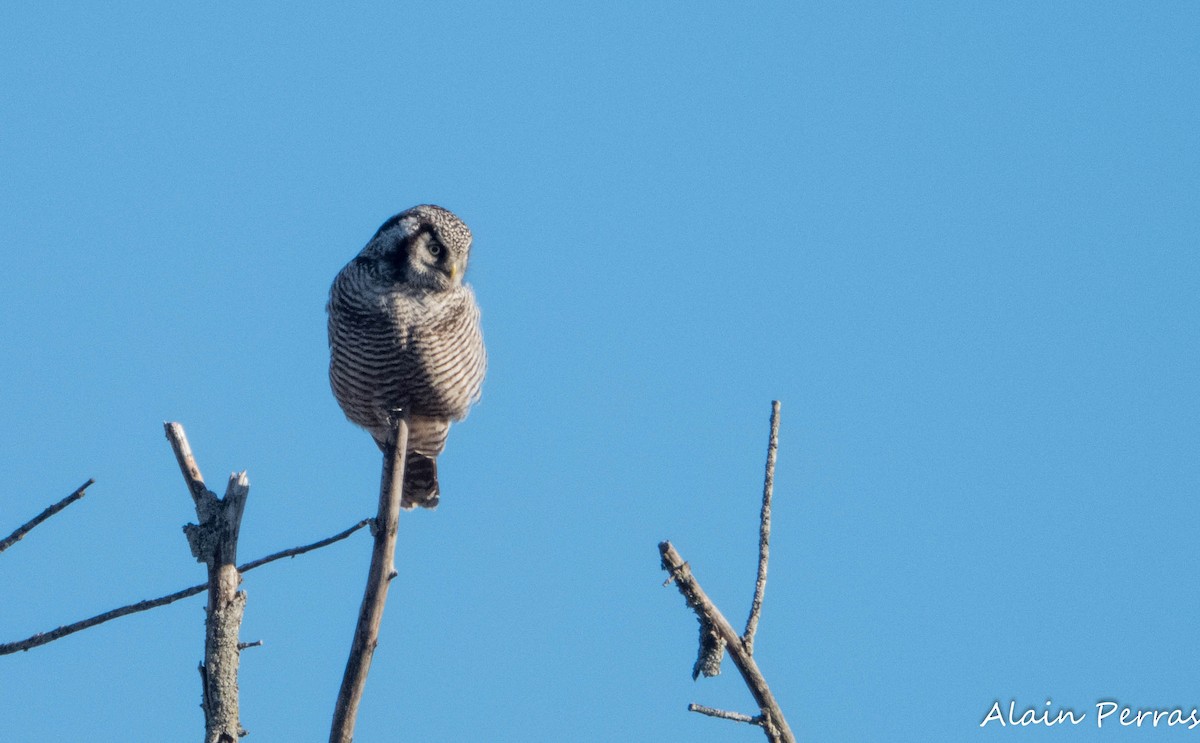 Northern Hawk Owl - ML646109682