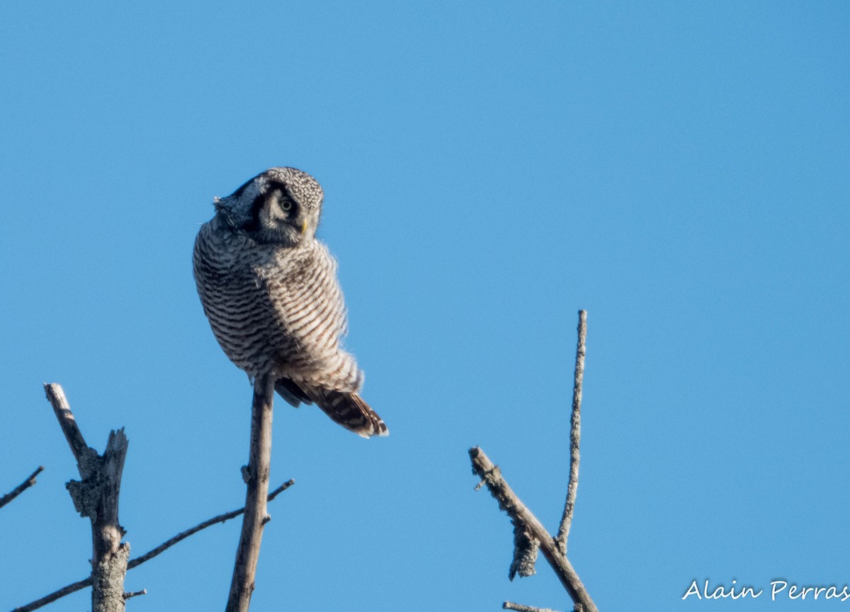 Northern Hawk Owl - ML646109684