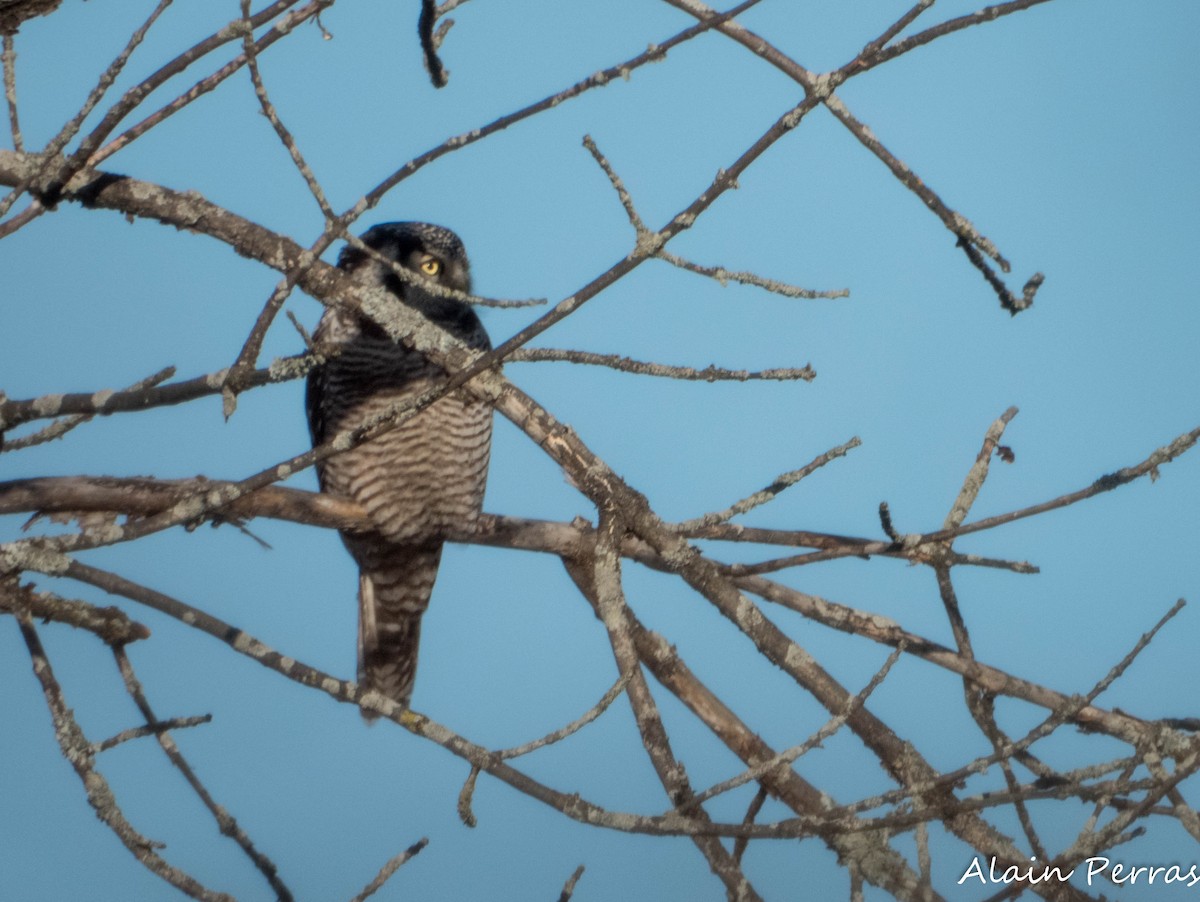 Northern Hawk Owl - ML646109685