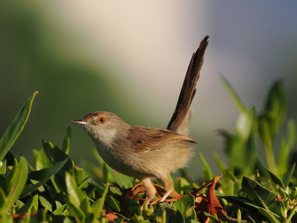 Принія афро-азійська - ML646109690