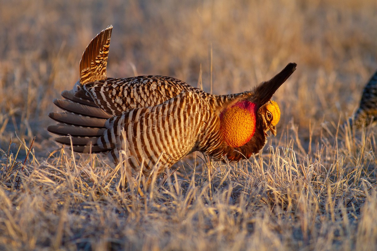 Greater Prairie-Chicken - ML646109694