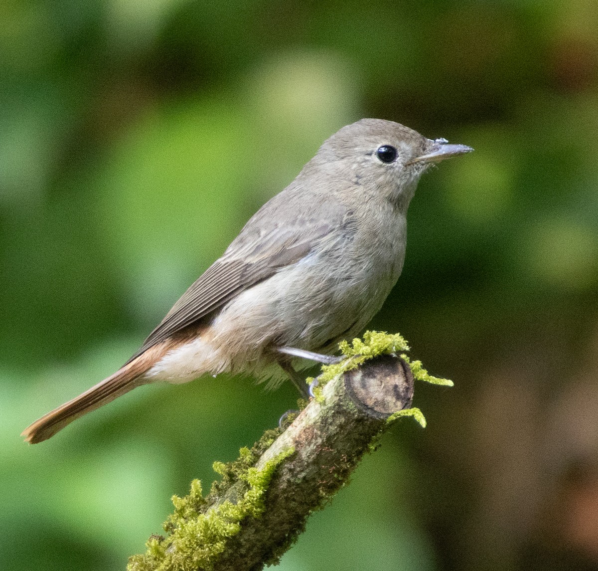 Rusty-tailed Flycatcher - ML646109695