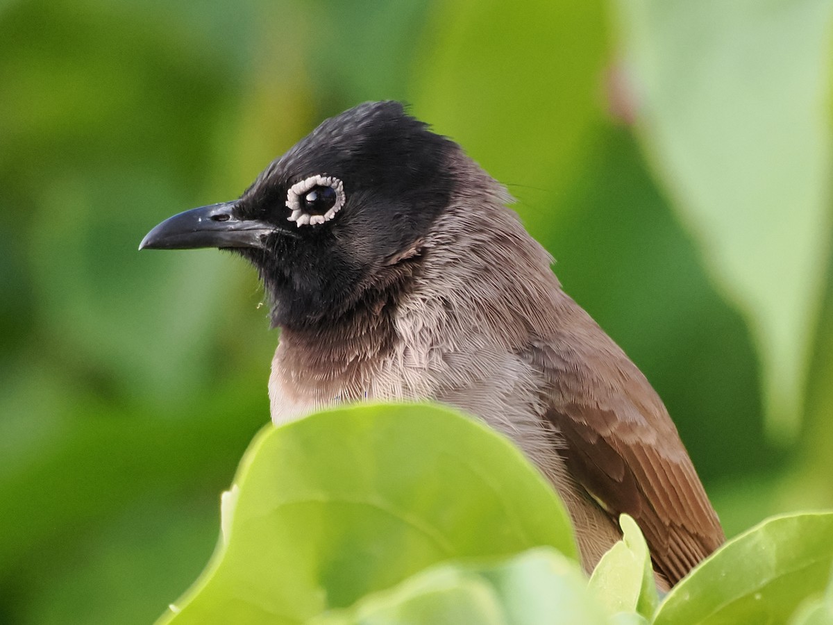 Gelbsteißbülbül - ML646109703