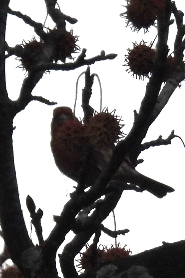 Roselin familier - ML646109706