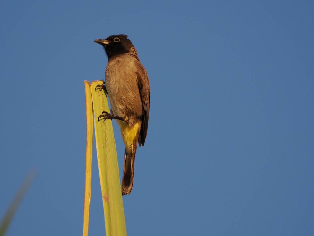 Gelbsteißbülbül - ML646109710