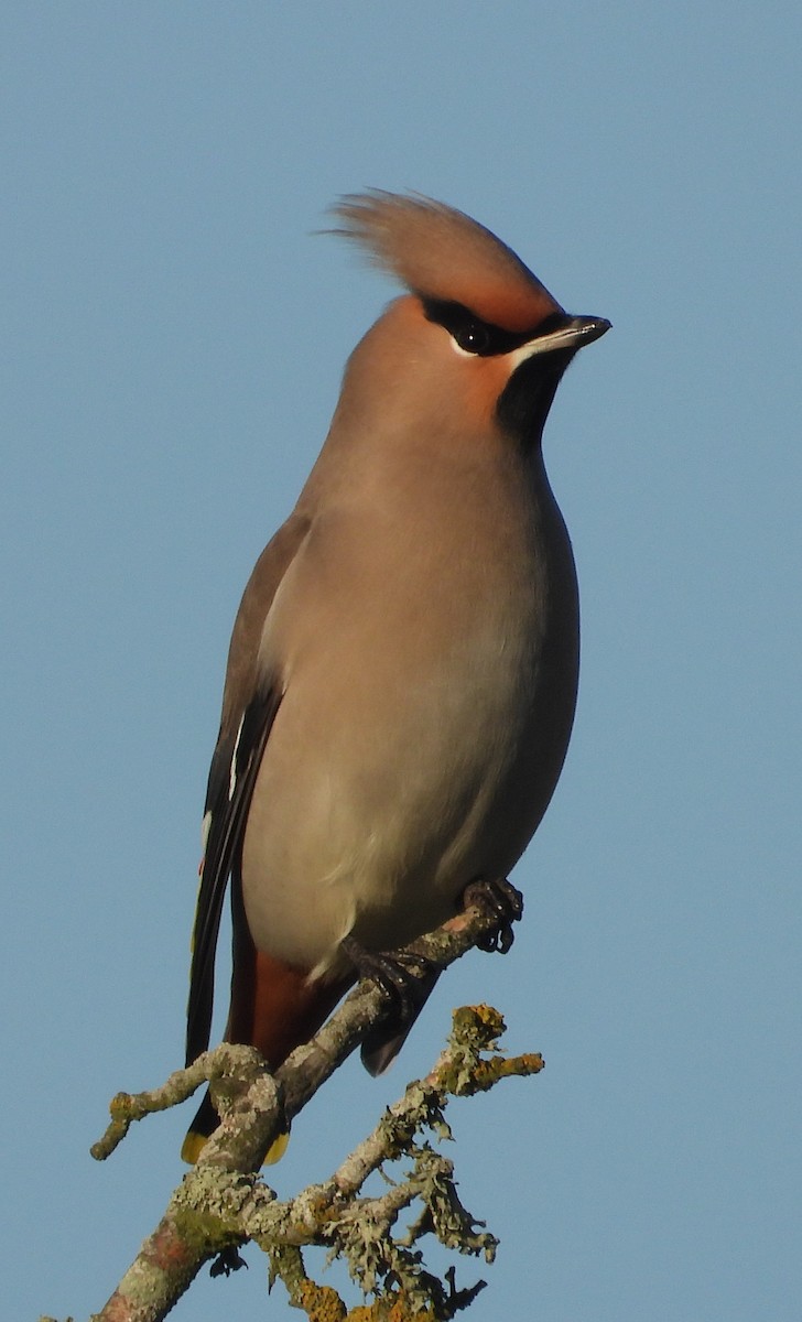 Ampelis Europeo - ML646109712