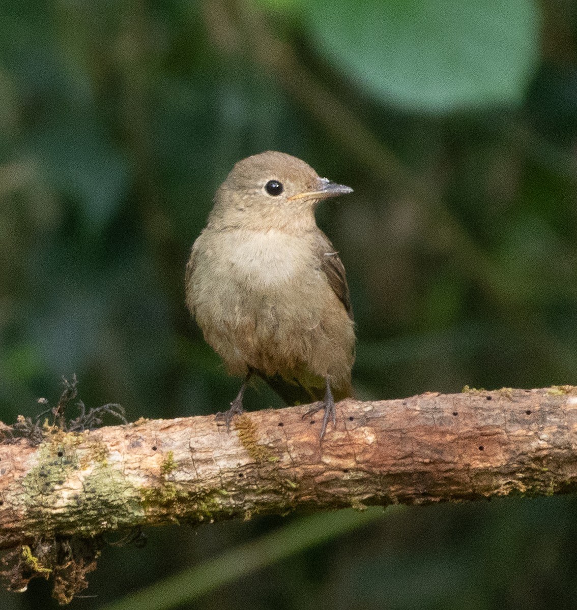 Rusty-tailed Flycatcher - ML646109713