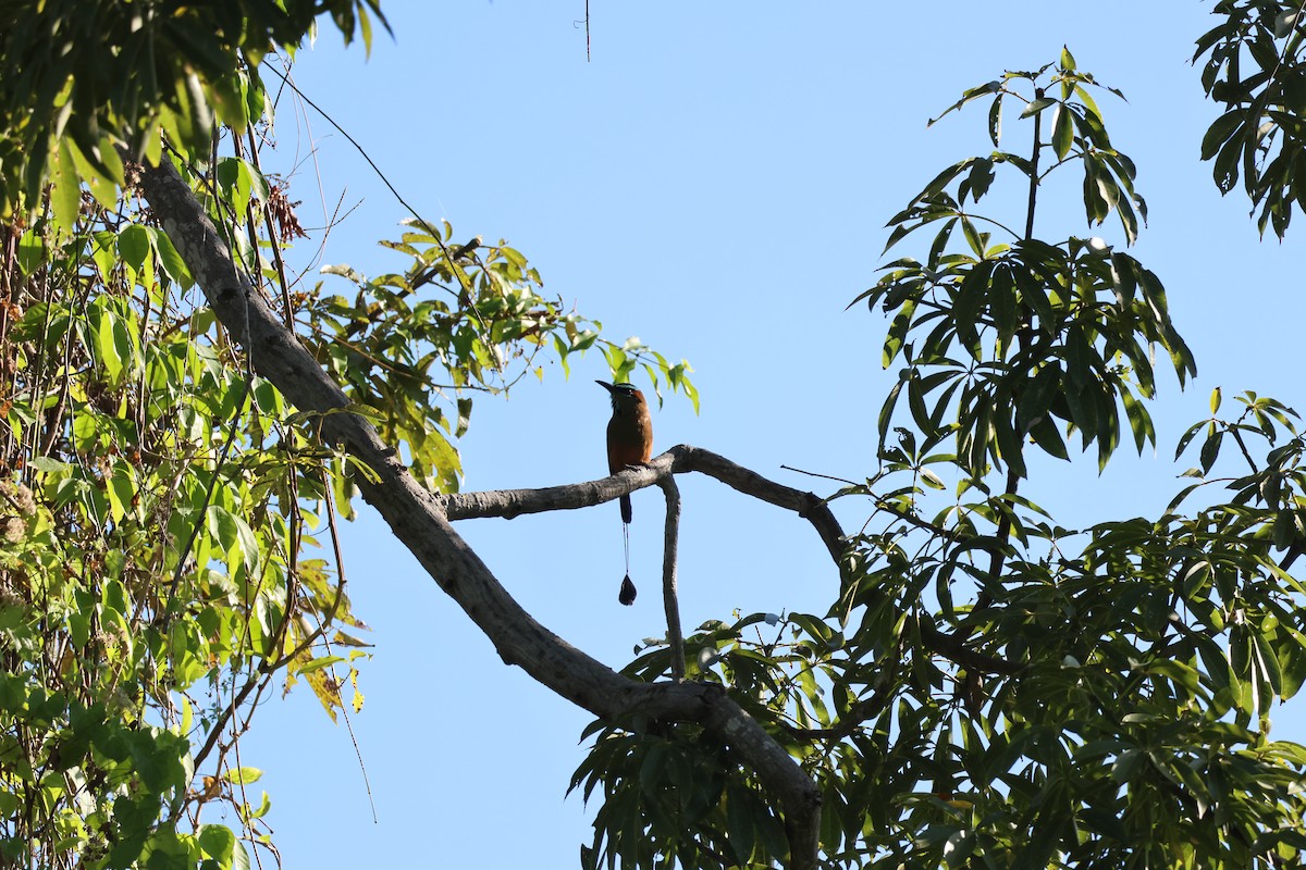 Turquoise-browed Motmot - ML646109716
