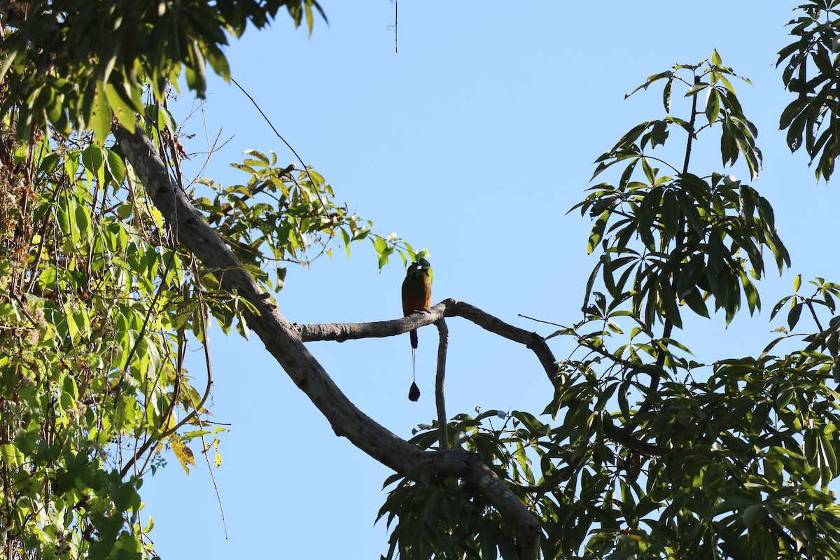 Turquoise-browed Motmot - ML646109717