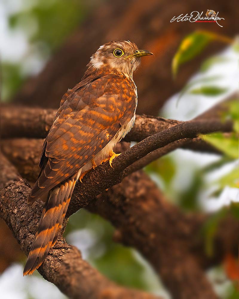 Common Hawk-Cuckoo - ML646109719