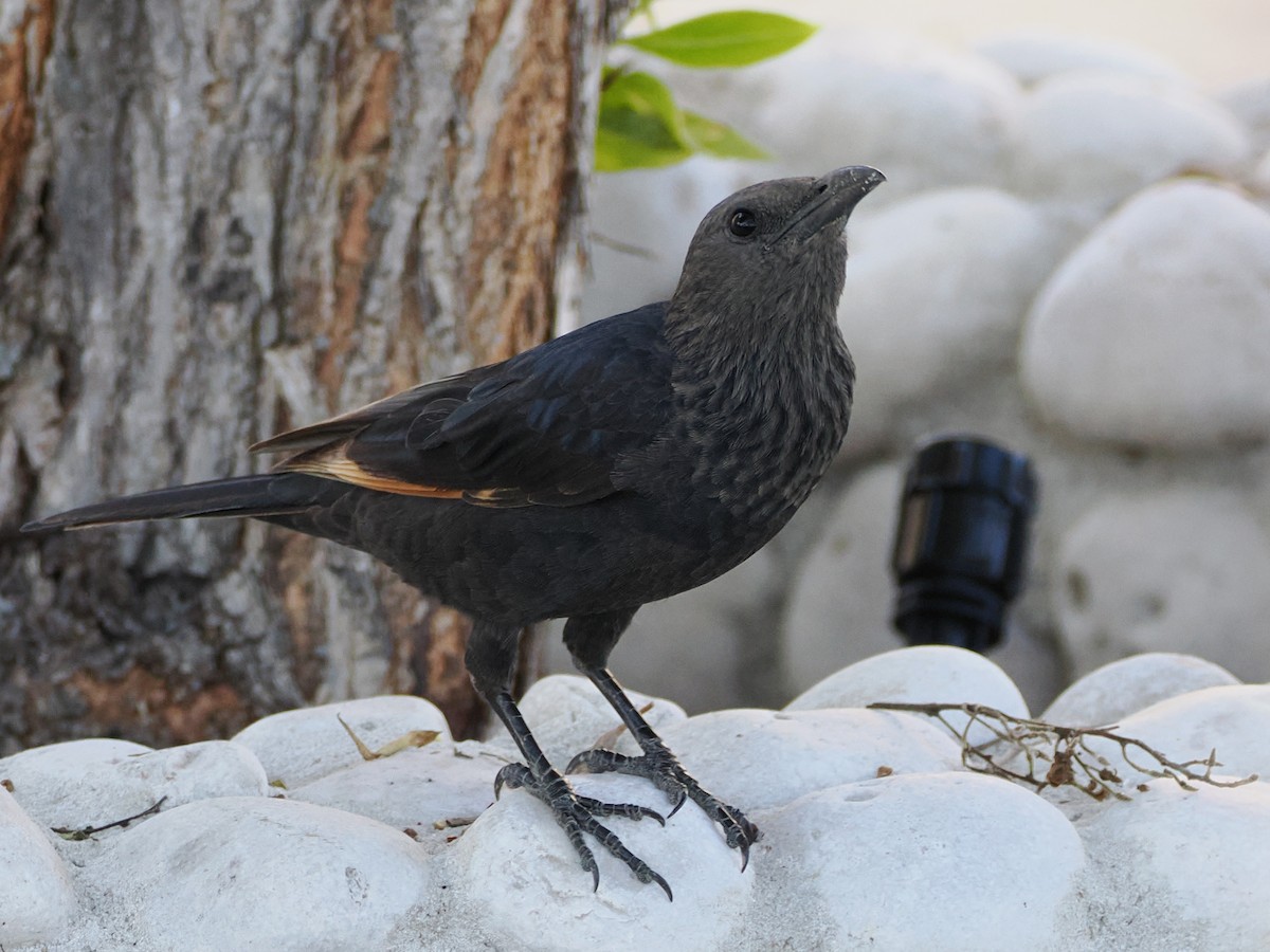 アラビアテリムク - ML646109721