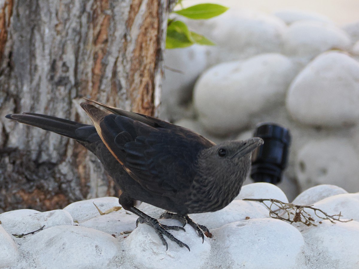 アラビアテリムク - ML646109727