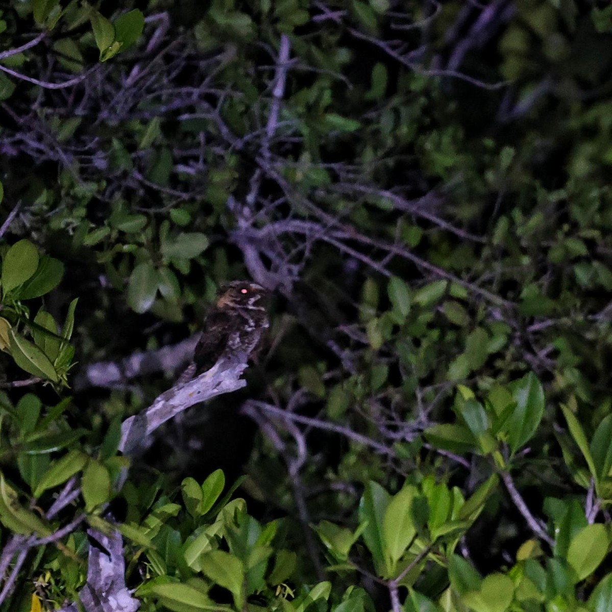 Yucatan Nightjar - ML646109728