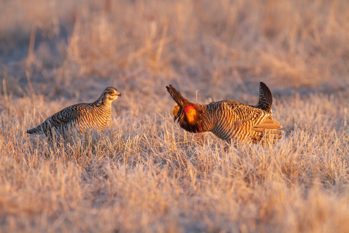 Greater Prairie-Chicken - ML646109732