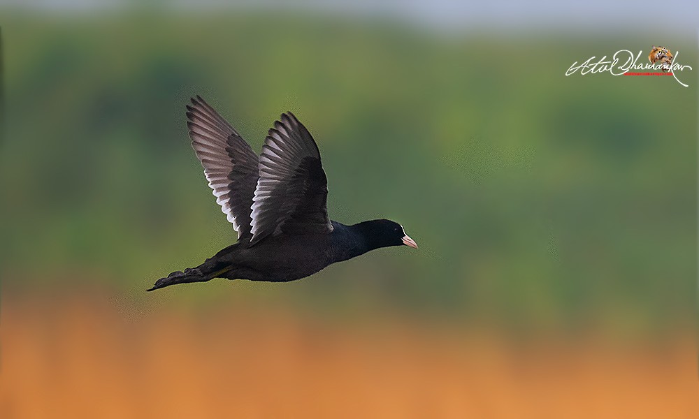 Eurasian Coot - ML646109733