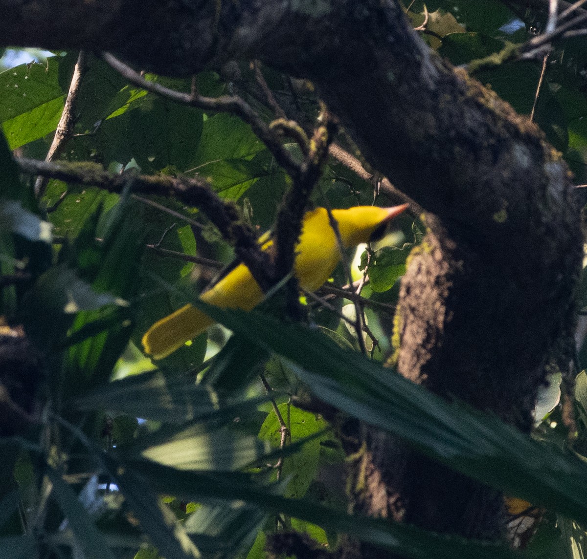 Indian Golden Oriole - ML646109738