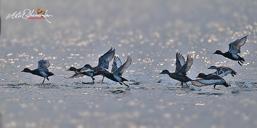 Red-crested Pochard - ML646109740