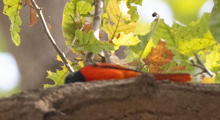 Scarlet Minivet - ML646109741