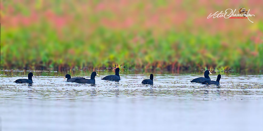 Eurasian Coot - ML646109746