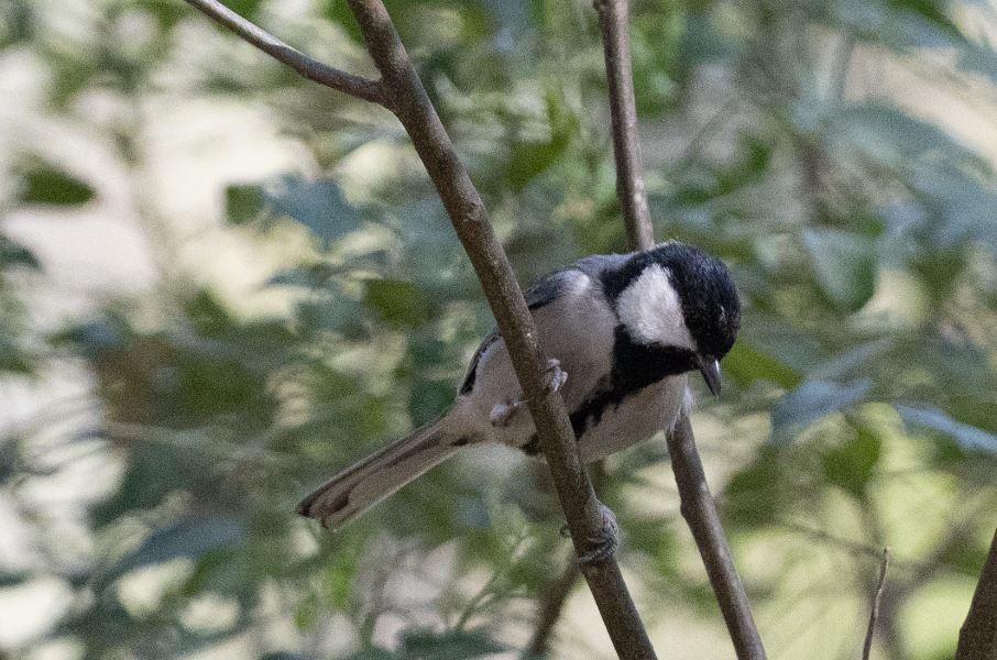 Asian Tit - ML646109747