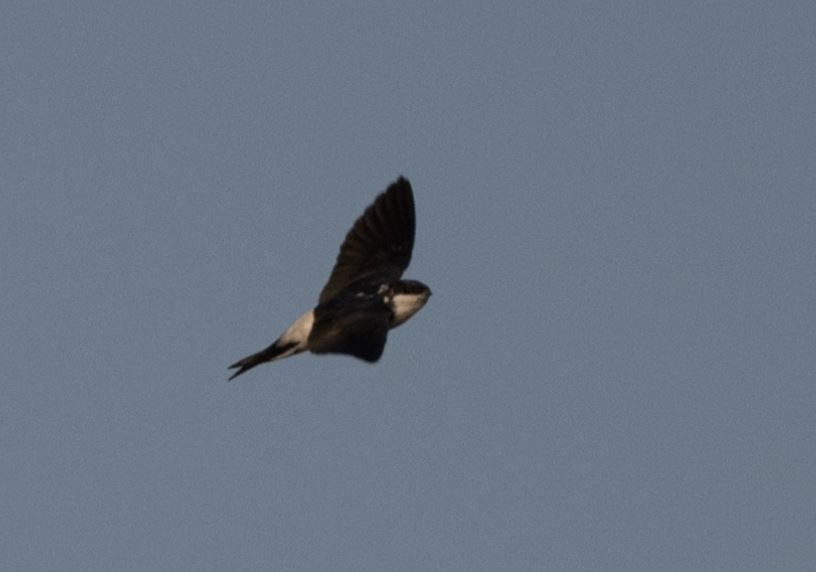 Western House-Martin - ML646109753