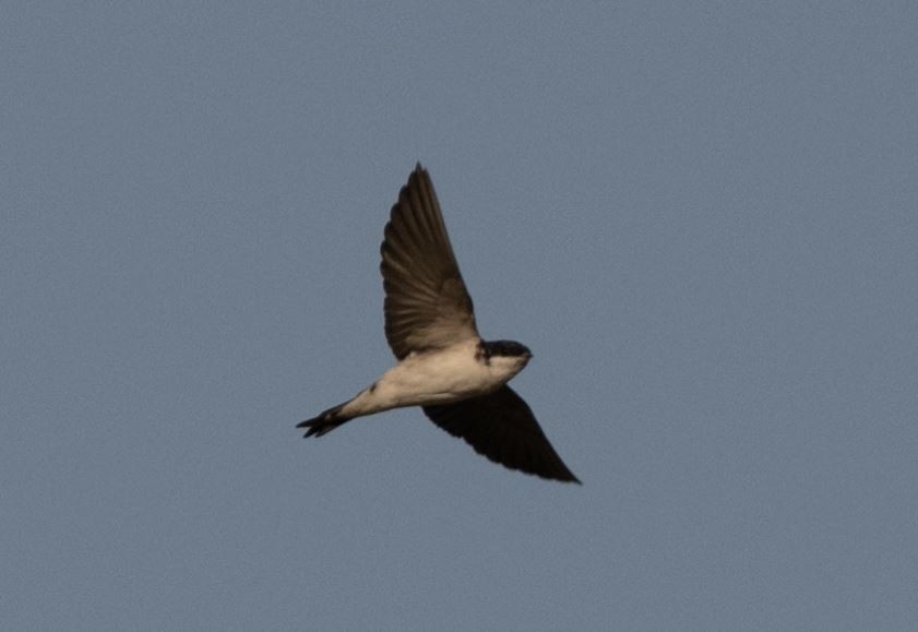 Western House-Martin - ML646109755