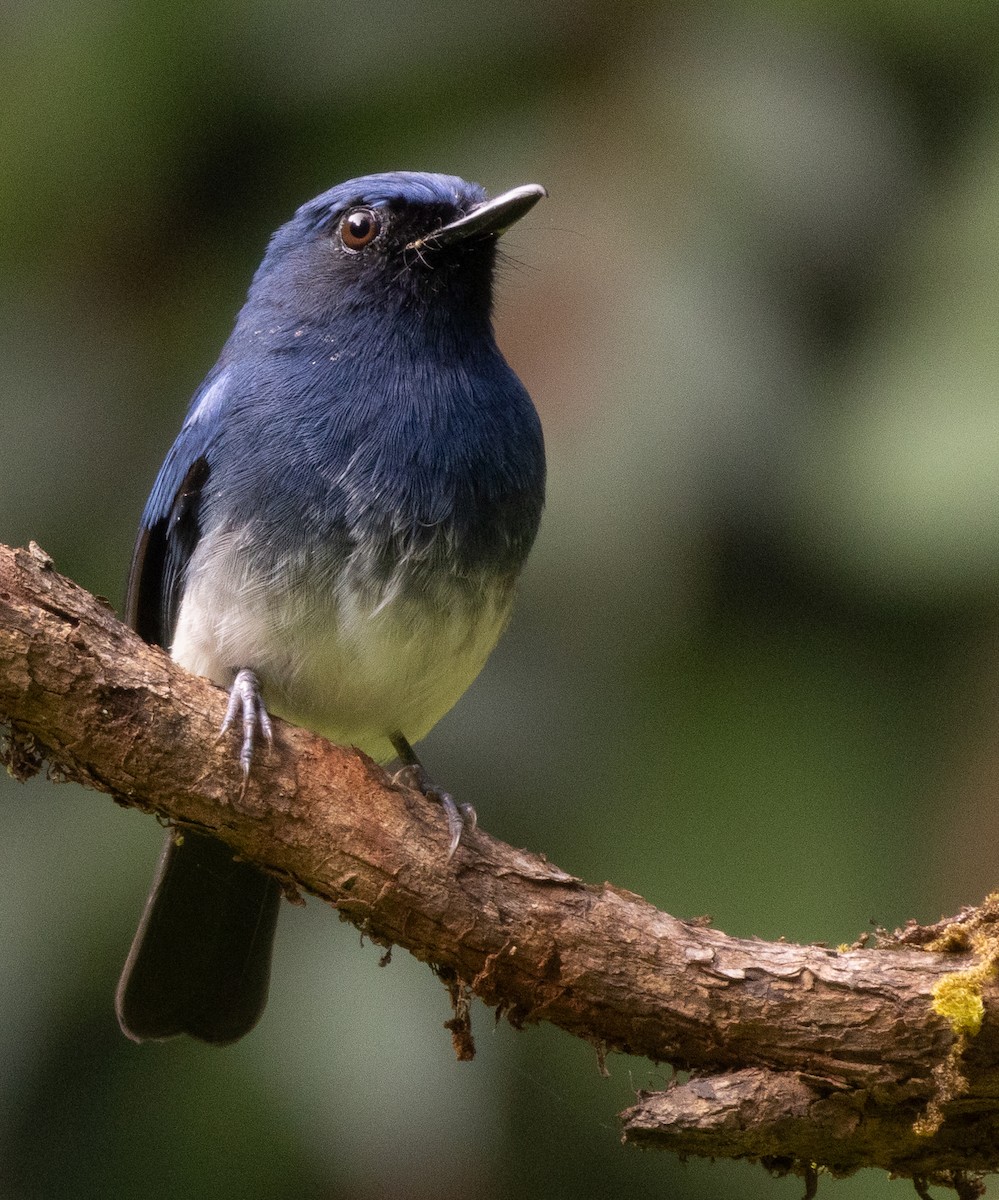 シロハラヒメアオヒタキ - ML646109757