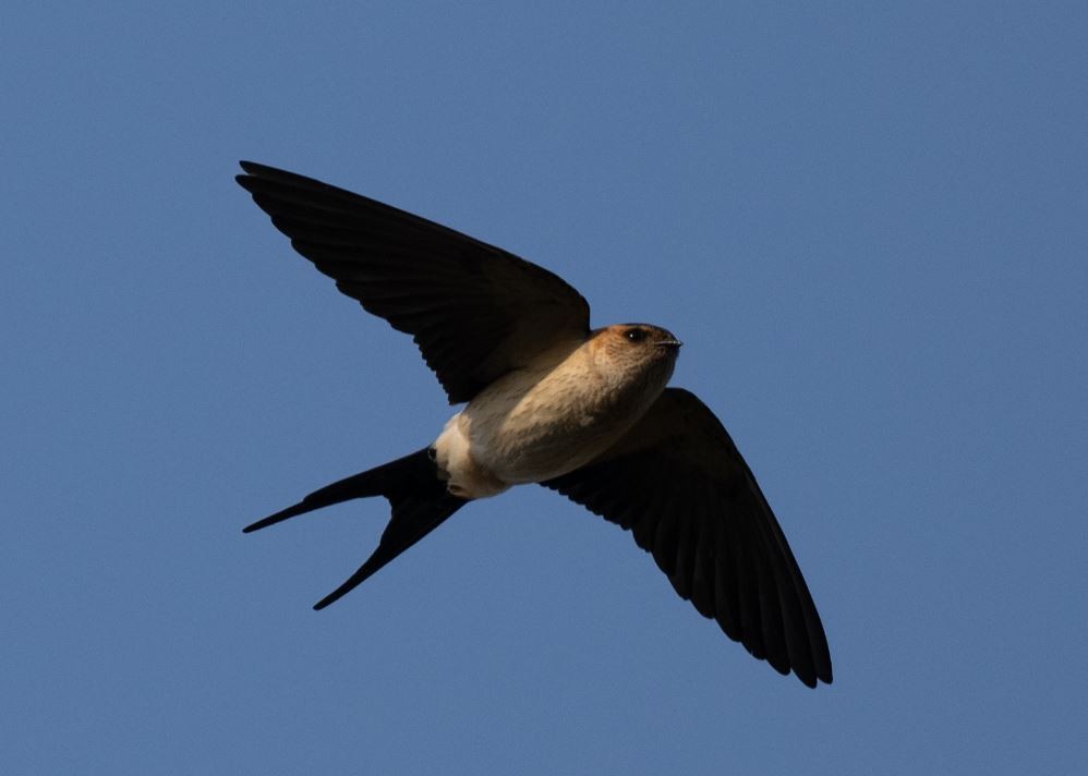 Eastern Red-rumped Swallow - ML646109758