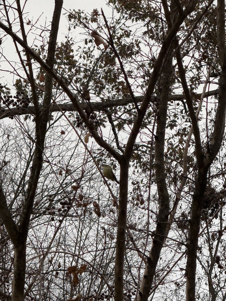 サメズアカアメリカムシクイ - ML646109759