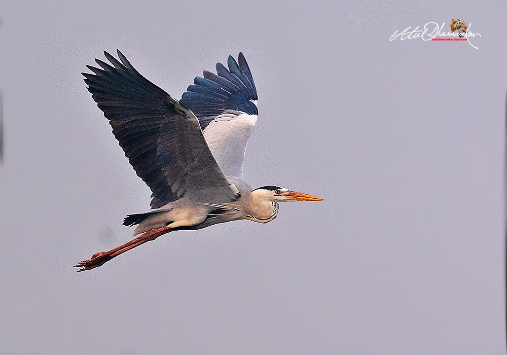 Gray Heron - ML646109763