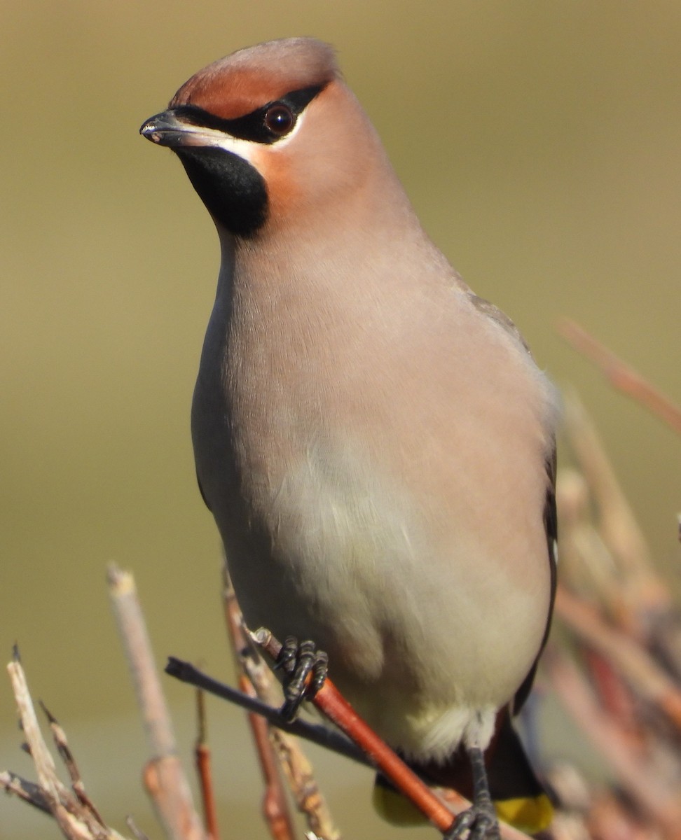 Ampelis Europeo - ML646109765