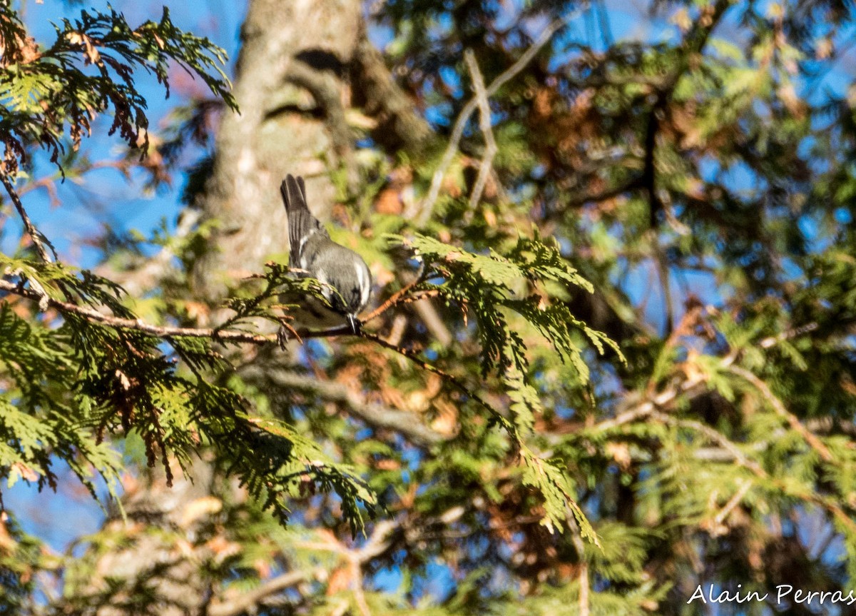 Black-throated Gray Warbler - ML646109766