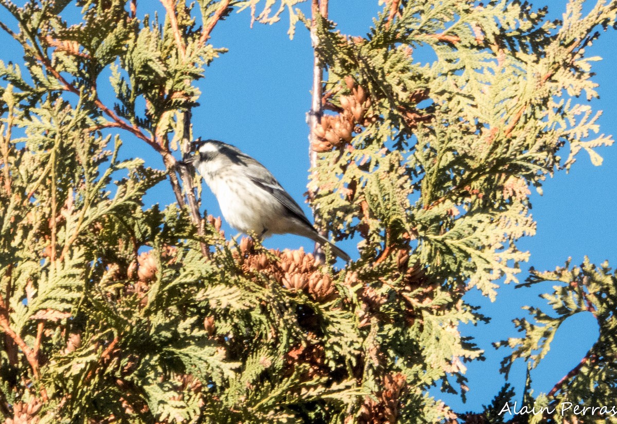 Black-throated Gray Warbler - ML646109767