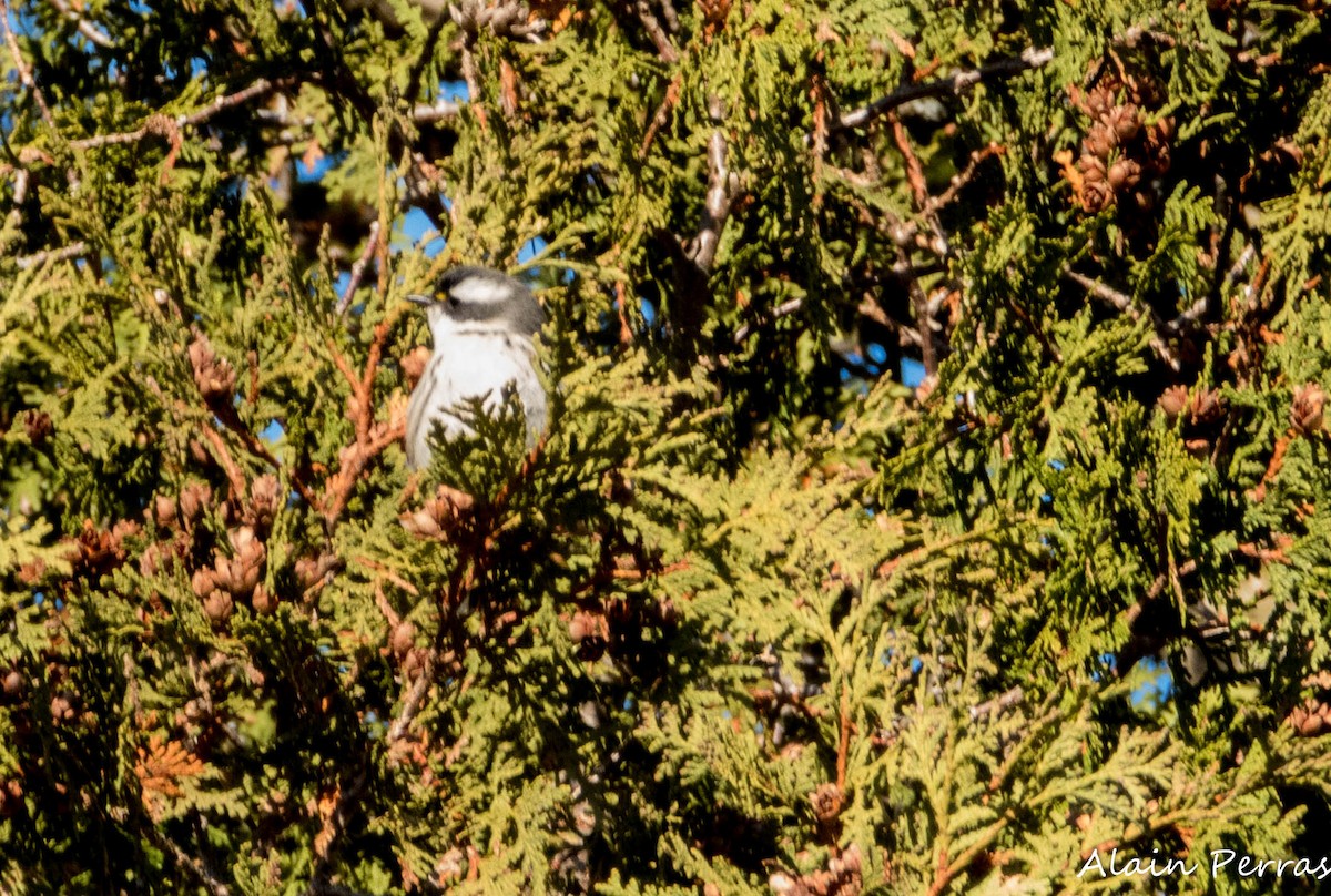 Black-throated Gray Warbler - ML646109768