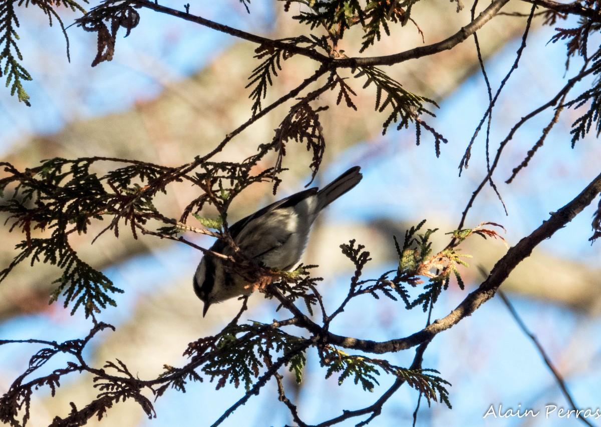 Black-throated Gray Warbler - ML646109769