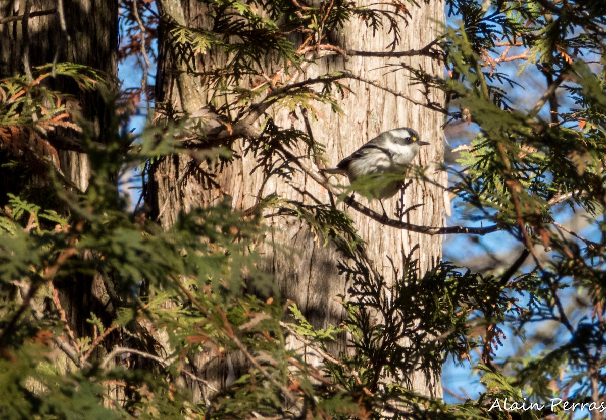 Black-throated Gray Warbler - ML646109770