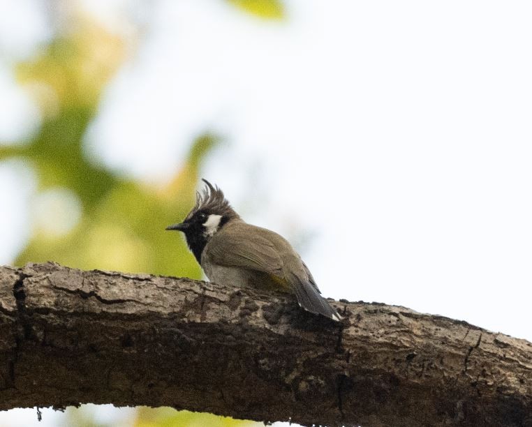 Himalayan Bulbul - ML646109772