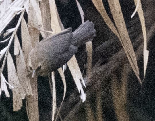 Black-chinned Babbler - ML646109778
