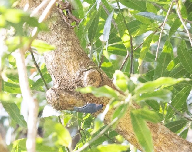 Velvet-fronted Nuthatch - ML646109781