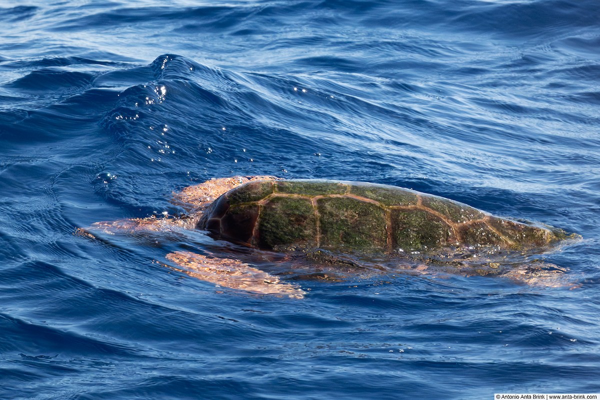 Loggerhead Sea Turtle - ML646109785
