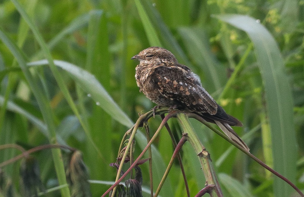 Chotacabras de Escalera - ML646109791