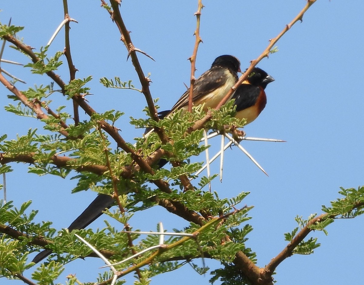 Eastern Paradise-Whydah - ML646109792
