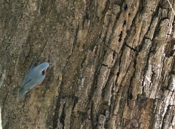 Chestnut-bellied Nuthatch - ML646109800