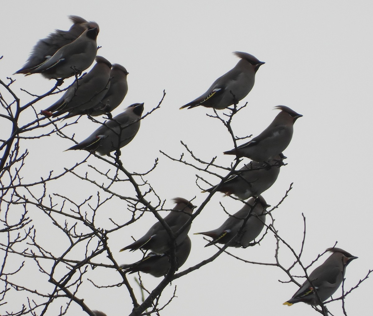 Ampelis Europeo - ML646109801