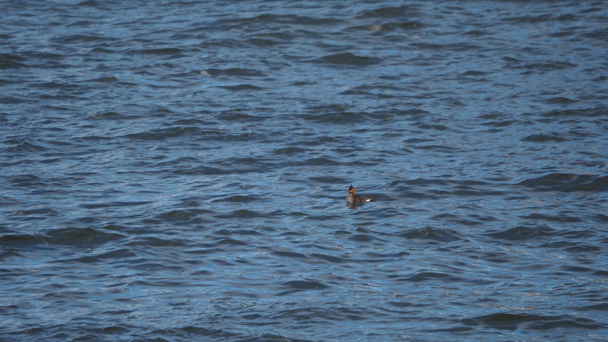 Red-breasted Merganser - ML646109804
