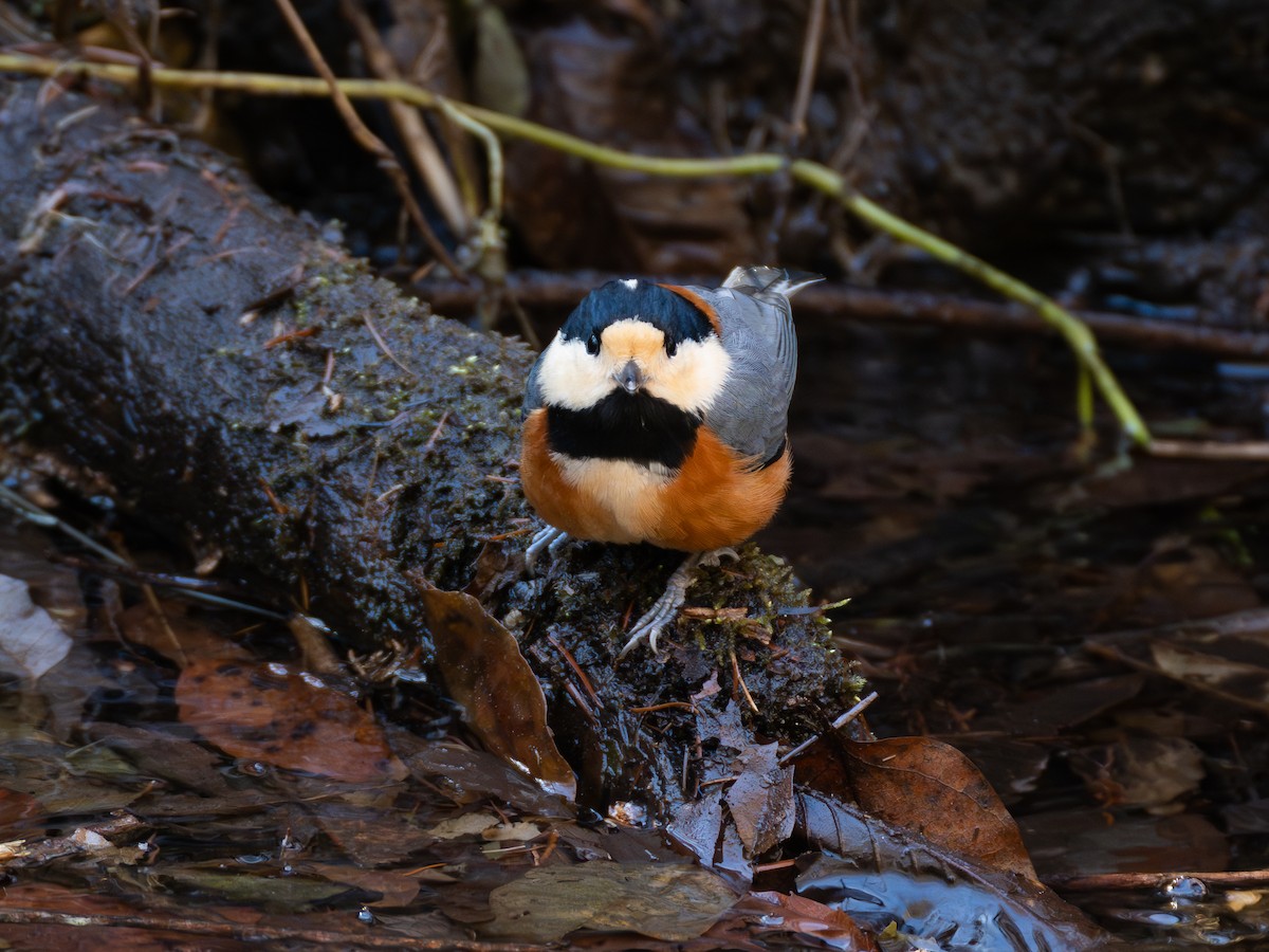 ヤマガラ - ML646109809